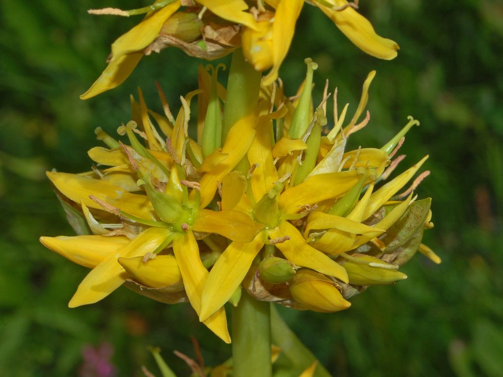 Gentiana lutea / Genziana maggiore